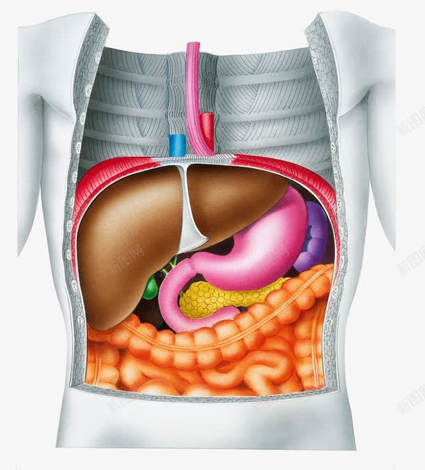 人体消化系统png免抠素材_新图网 https://ixintu.com 器官 消化系统 消化道 肝脏 胃肠