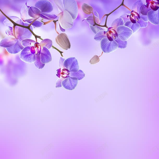 紫色背紫色小花朵jpg设计背景_新图网 https://ixintu.com 紫色 花朵