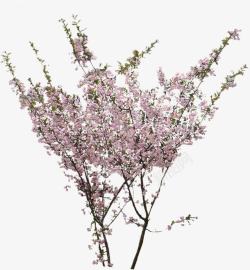 粉色小花树枝景观素材