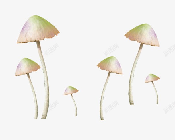 白色蘑菇植物png免抠素材_新图网 https://ixintu.com 植物 白色 素材 蘑菇