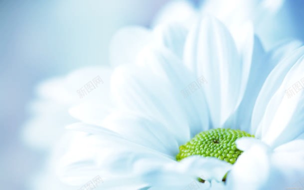 嶙瞳背景清新白色花朵背景