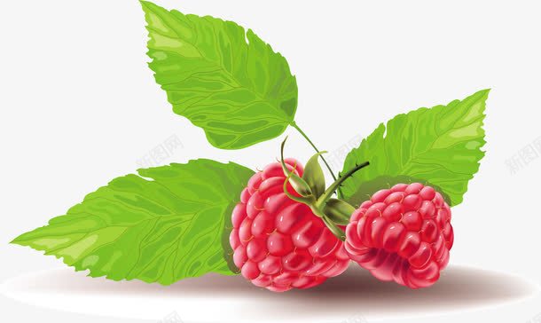手绘树莓png免抠素材_新图网 https://ixintu.com 果实 树莓 水果 浆果