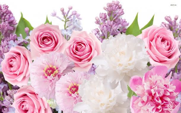 粉色白色紫色花朵绿叶jpg设计背景_新图网 https://ixintu.com 白色 粉色 紫色 绿叶 花朵