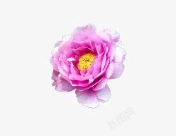 粉紫色花花朵1高清图片