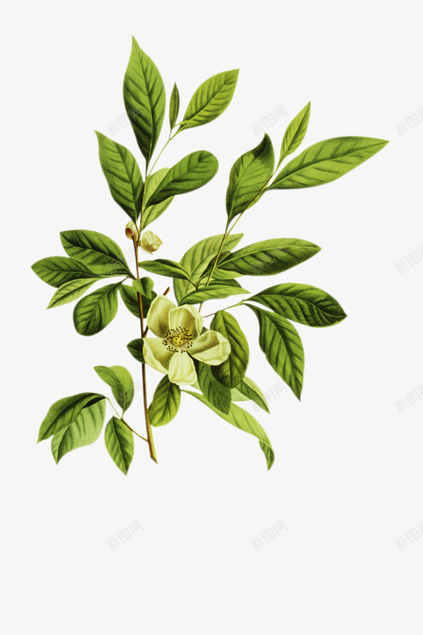 绿色植物png免抠素材_新图网 https://ixintu.com 叶子 平面设计 绿色植物 花 装饰图案