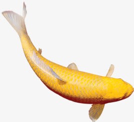 创意合成黄色的小金鱼png免抠素材_新图网 https://ixintu.com 创意 合成 金鱼 黄色