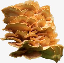 金色蘑菇灵芝高清图片