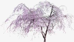 紫色清新花树装饰图案素材