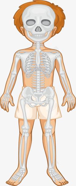 骨骼系统人体骨骼系统高清图片