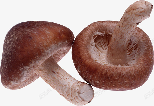 植物菌类蘑菇2png免抠素材_新图网 https://ixintu.com 植物 菌类 蘑菇 香菇