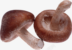 植物菌类蘑菇2素材
