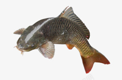 鲩鱼鲩鱼实物图高清图片