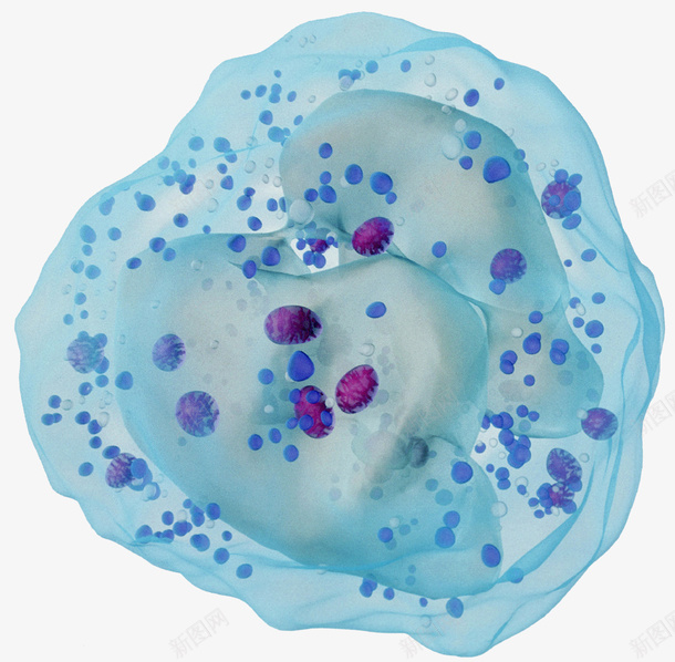 免疫系统白细胞png免抠素材_新图网 https://ixintu.com 免疫系统 抗体 浆细胞 白细胞
