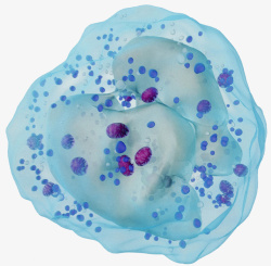 浆细胞免疫系统白细胞高清图片