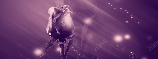 唯美梦幻紫色花朵背景jpg设计背景_新图网 https://ixintu.com 唯美梦幻 广告背景设计 海报 淘宝banner 淘宝海报 紫色 花朵