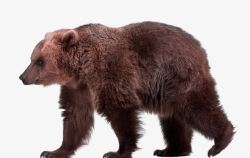 动物园黑熊可爱的棕熊高清图片