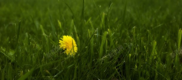 小花清新背景