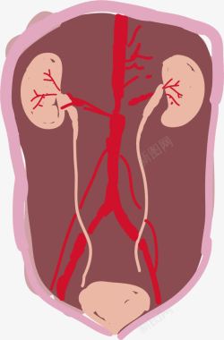 人体肾脏腹腔内部肾脏手绘图高清图片