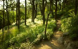 林荫小路山间林荫小路海报背景高清图片