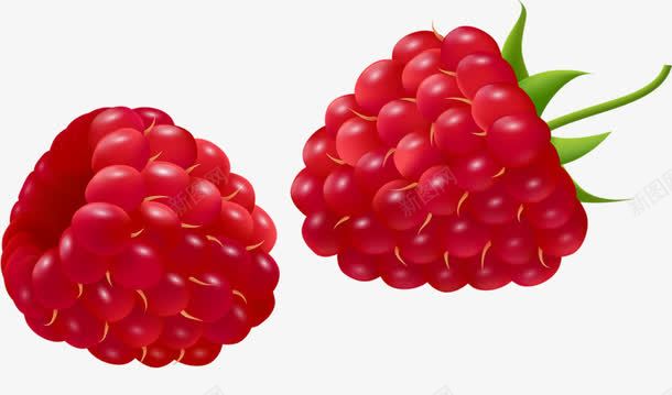 水果树莓图png免抠素材_新图网 https://ixintu.com 树莓 水果 红色 绿色