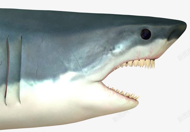 大白鲨png免抠素材_新图网 https://ixintu.com 冷血动物 大白鲨 张嘴 牙齿