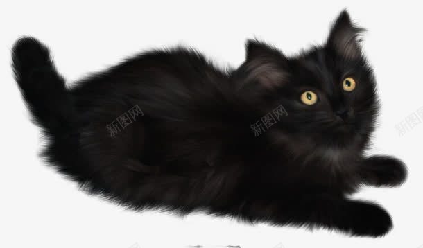 女巫猫png免抠素材_新图网 https://ixintu.com 万圣节 女巫猫 黑色