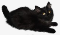 黑色女巫女巫猫高清图片