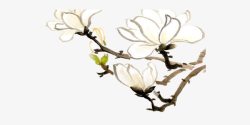 梨花免费素材白色梨花中国风高清图片