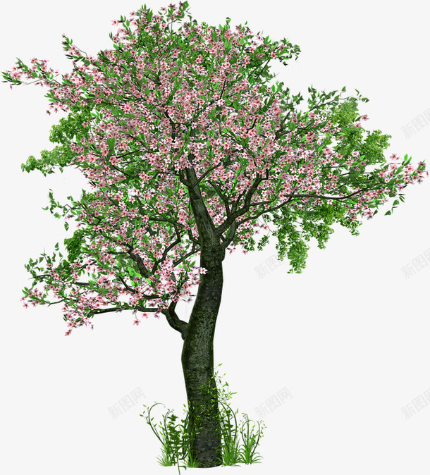 开满粉色花朵的树png免抠素材_新图网 https://ixintu.com 粉色 绿色叶子 花朵