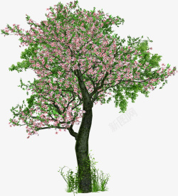 开满花的树开满粉色花朵的树高清图片