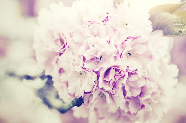 唯美浪漫粉色花朵系列jpg设计背景_新图网 https://ixintu.com 浪漫 粉色 系列 花朵