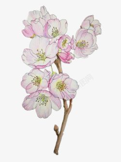 彩铅手绘的海棠花素材
