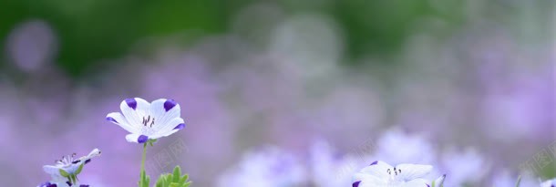 花朵banner创意jpg设计背景_新图网 https://ixintu.com 1920PX 促销 植物 活动 淘宝 环保 绿叶 风景 鲜花