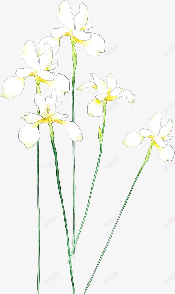 创意手绘合成白色的花卉植物png免抠素材_新图网 https://ixintu.com 创意 合成 植物 白色 花卉