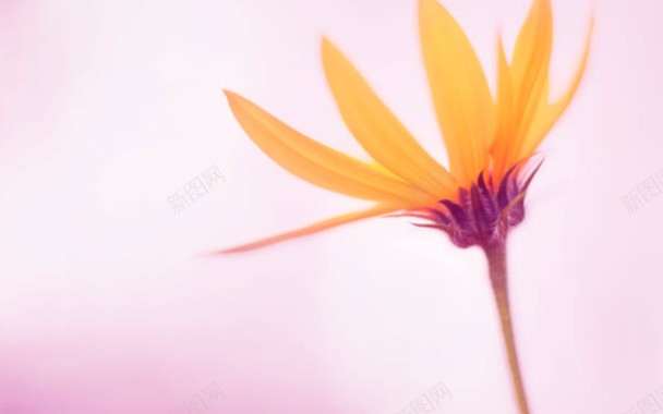彩绘风格橙色花朵合成效果背景