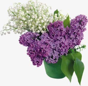 白色满天星紫色花朵png免抠素材_新图网 https://ixintu.com 满天星 白色 紫色 花朵