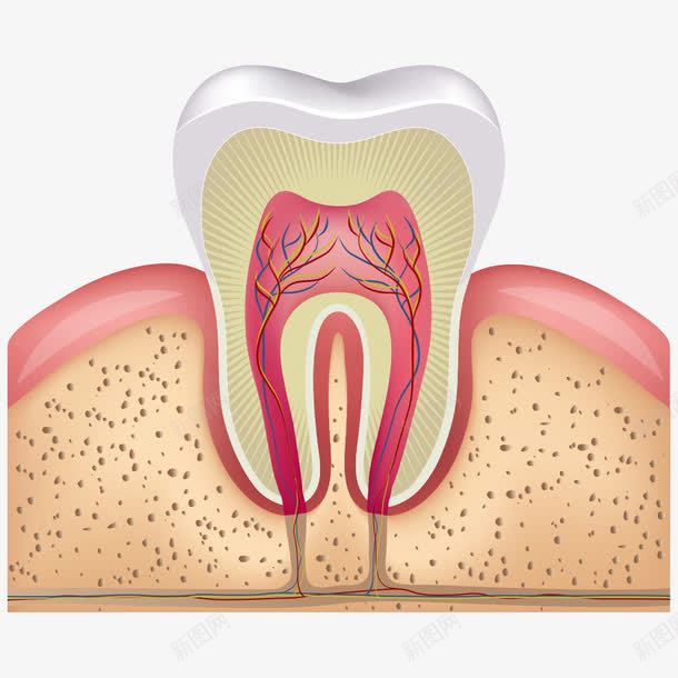 牙齿剖面png免抠素材_新图网 https://ixintu.com 卡通牙齿 牙齿 牙龈 牙龈健康刷牙防蛀牙 矢量牙齿