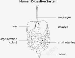 卡通消化系统消化系统指示图高清图片