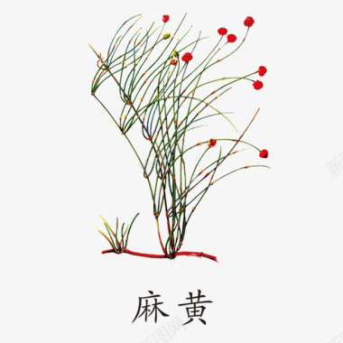 植物麻黄图标图标