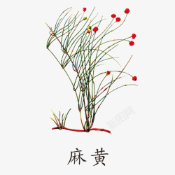 药材LOGO植物麻黄图标高清图片