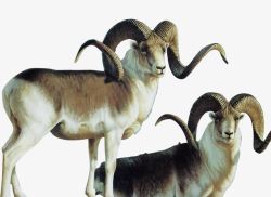 野生珍稀动物野生藏羚羊高清图片