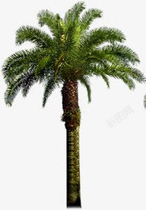 摄影海边的椰子树素材