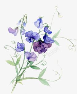 紫色唯美花朵植物水墨素材