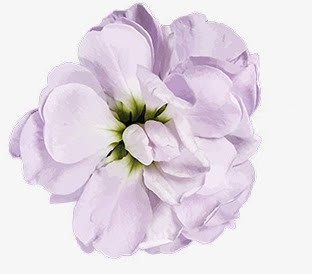 花png免抠素材_新图网 https://ixintu.com 紫色 背景 花 装饰