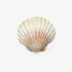 贝壳背景动物贝壳高清图片