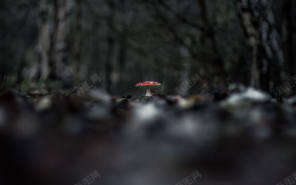 红色蘑菇壁纸jpg设计背景_新图网 https://ixintu.com 壁纸 红色 蘑菇