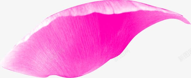 单片的粉紫色玫瑰花瓣png免抠素材_新图网 https://ixintu.com 玫瑰花 玫瑰花瓣 粉玫瑰花瓣 粉色玫瑰 装饰