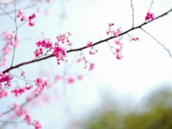 红色片头摄影图唯美红色桃花摄影图高清图片