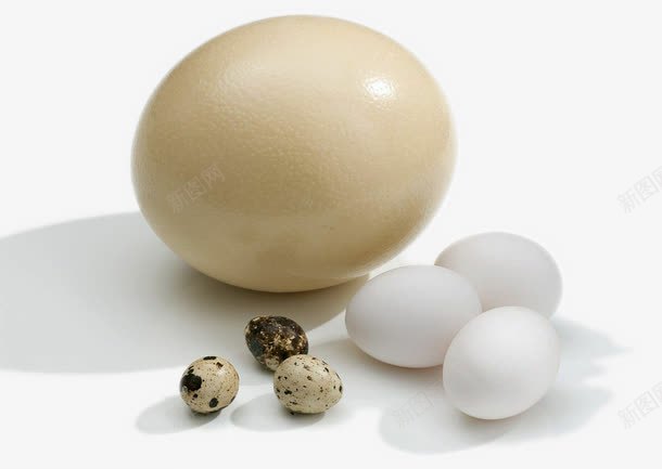 鸵鸟蛋鸡蛋鹌鹑蛋png免抠素材_新图网 https://ixintu.com 新鲜鸵鸟蛋 蛋 蛋儿 鸟蛋 鸟蛋儿 鸡蛋 鸵鸟蛋 鸵鸟蛋儿 鹌鹑蛋