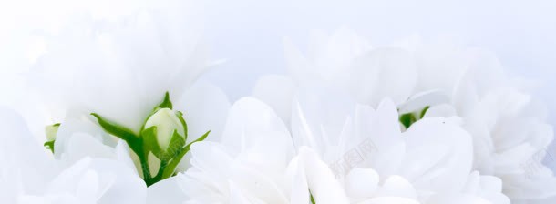 白色花朵唯美清新背景bannerjpg设计背景_新图网 https://ixintu.com banner 唯美 清新 白色 背景 花朵